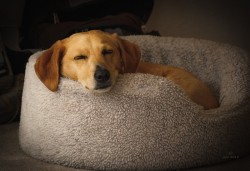 sleeping