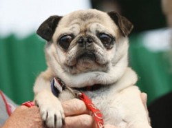 Ugly-dog-photo